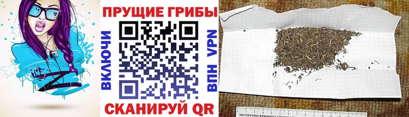 Галлюциногенные грибы прущие грибы  Купить закладки  Бакал 